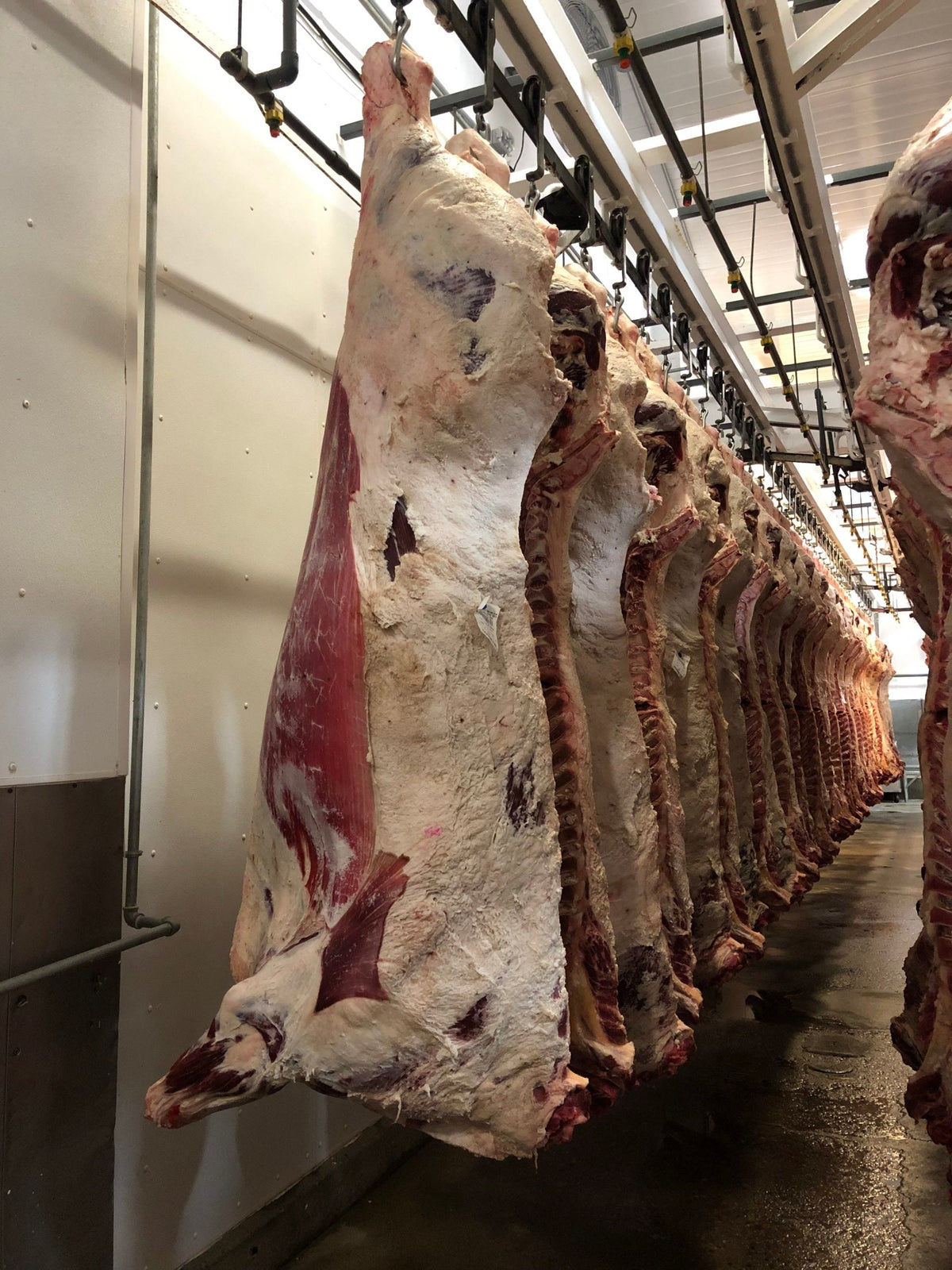 Beef Front Quarter Share Deposit